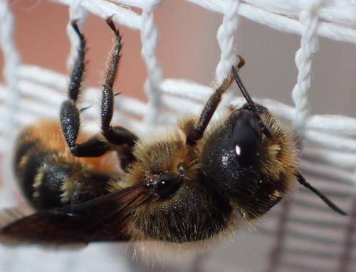 Réf. 205 288 : Osmia niveata